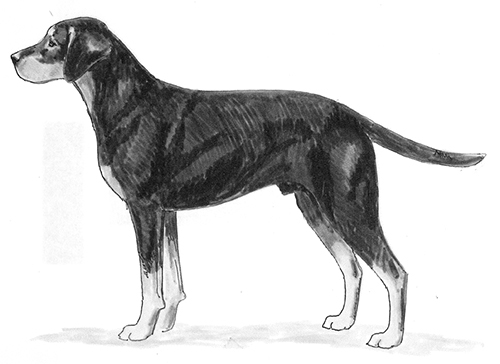 UKC Breed Standards: Montenegrin Mountain Dog