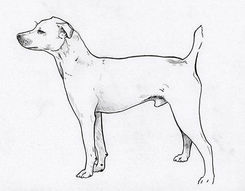 UKC Breed Standards: Treeing Feist